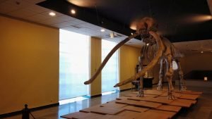 Esqueleto de un mastodonte en la sección de Paleontología