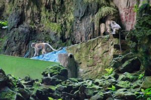 Macacos de cola larga en Batu Caves