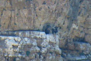 Nido de buitres leonados en el Parque Natural de las Hoces del Río Duratón