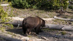Oso grizzlie en los bosques del Parque Nacional de Yellowstone