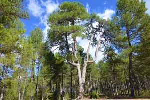 Pino Candelabro, uno de los árboles centenarios de las Torcas de Palancares