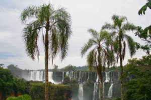 Selva de Iguazú rodeando las famosas cataratas