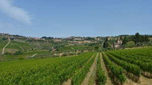 Viñedos de la Toscana, donde se produce la Denominación de Origen Chianti Colli Fiorentini