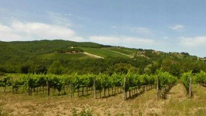 Viñedos de la Toscana, uno de los principales impulsores de la economía de la región