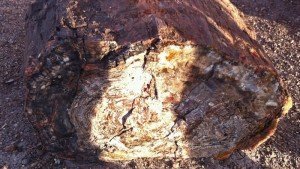 Árbol fosilizada en Petrified Forest o Bosque Petrificado de Arizona
