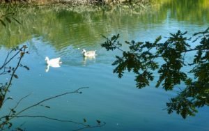 Flora y fauna de la Laguna del Salmoral