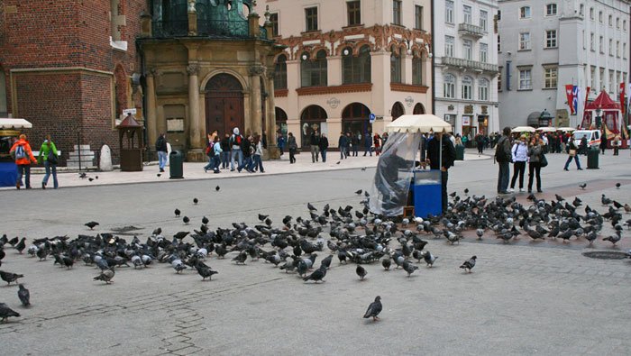 Palomas en la Plaza del Mercado de Cracovia