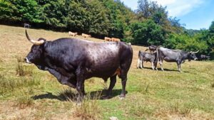 Raza Tudanca, autóctona de Cantabria