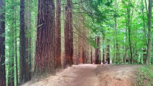 Bosque de Secuoyas de Cabezón de la Sal